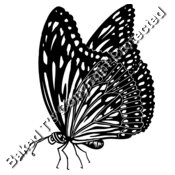 ES3butterfly01bw